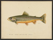 White trout (Salvelinus aureolus Bean)