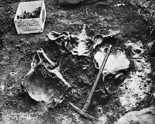 Fossil bones in La Brea Pit
