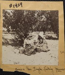 Nancy Clark Taylor and Bessie picking prunes at Taylor Ranch