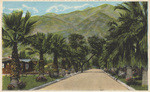 Palm Drive in the foothills of Hollywood, Los Angeles, California