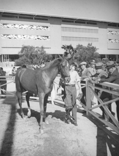 Meeting the horses, Santa Anita Racetrack
