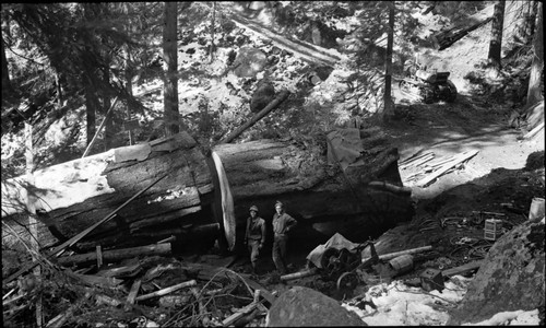 Logging, Sequoia Sections, removing base to get at section