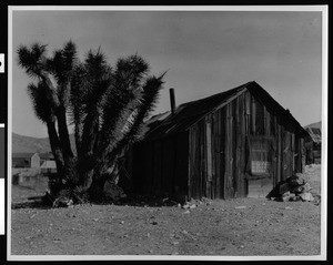Exterior view of a ramshackle cabin in Randsburg, showing a yucca tree on the left, ca.1924