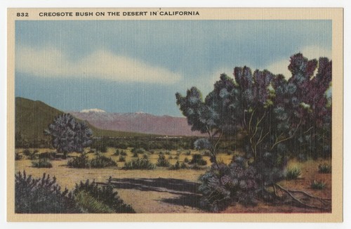 Creosote bush on the desert in California