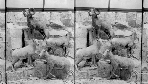 Rocky Mountain Sheep, National Museum, Wash., D.C. [Smithsonian Institute, National Museum of Natural History]