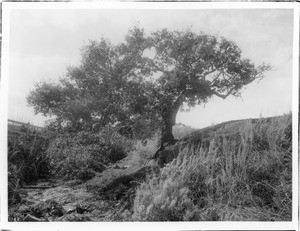 Historic tree at Mission Carmel (San Carlos Borromeo de Carmelo) in Monterey, ca.1888