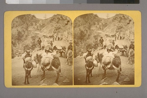 R. C. Luesley's Burro Pack Train, in a mountain pass, loaded with merchandise for his store at Silverton, San Juan