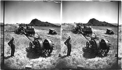 Threshing Barley. Threshing machine pulled by case tractor; near Temple, Arizona in the Salt River Valley