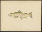 Chinook salmon (Oncorhynchus tschawytscha Walburn)