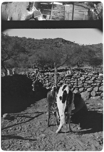Milking cows at Rancho San Gregorio