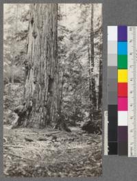 The"Big Tree" in Montgomery grove of Redwoods (upper end). Near Orr's Springs, Mendocino County, California. Diameter just below the large burl is 16 ft+. Girth is 52 feet at same point. Note man at base. E.F. 1920