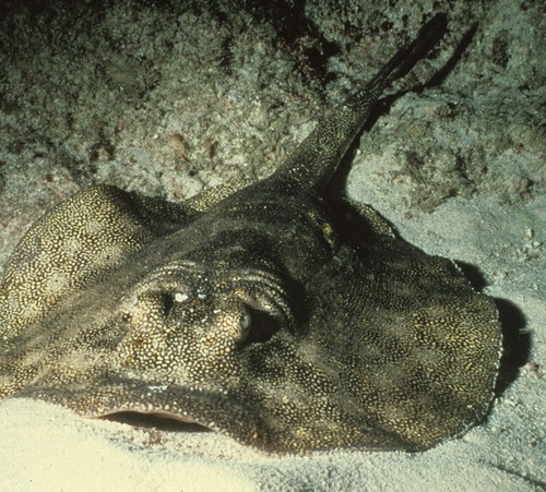 Stingray on the ocean floor