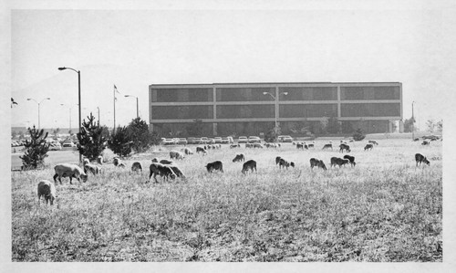 Sheep near IBM building