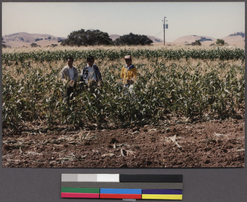 Lao farmers standing in corn fields, Livermore, California