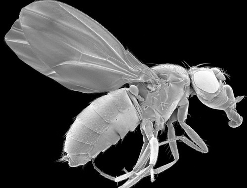 CIL:39726, Drosophila melanogaster
