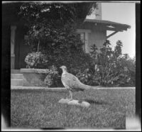 Stuffed bird on the lawn of the West's house, Los Angeles, 1917