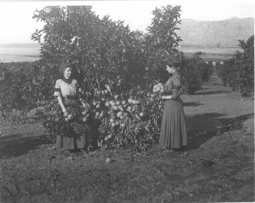Ladies and Citrus, 1906, Tulare County, Calif