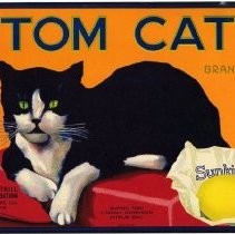 Tom Cat Brand