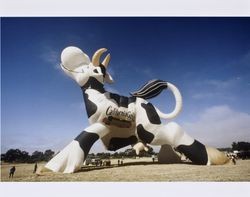 Hot air balloon shaped like a cow--advertising California Gold Dairy Products--at the 1994 Sonoma County Hot Air Balloon Classic, July 1994