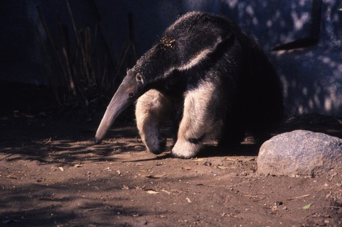 Live Anteater in a Zoo