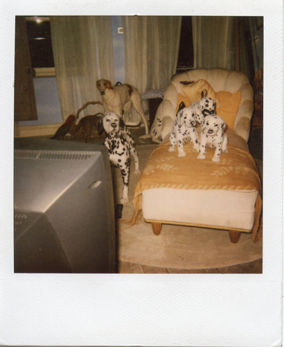 Production still from "102 Dalmatians" (2000)