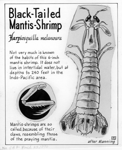 Black-tailed mantis-shrimp: Harpiosquilla melanoura (illustration from "The Ocean World")