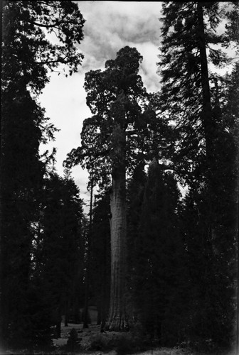 California Tree, Giant Sequoia
