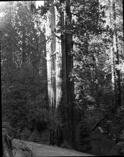 Misc. Named Giant Sequoias, Triple Tree