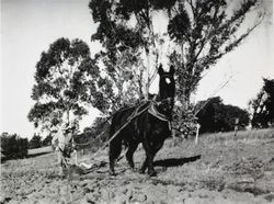 J. Edwin Butler tilling a field with a horse-drawn plow at his ranch located at 911 Sunnyslope Road, Petaluma, California, about 1938