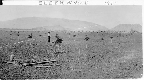 Young Orange Orchard, Elderwood, Calif., 1911