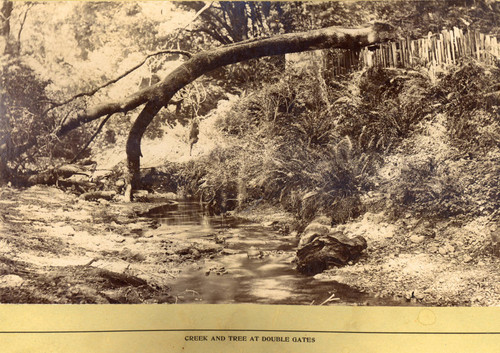 A creek and fallen tree at Double Gates, Bear Valley, Marin County, California, circa 1895 [photograph]
