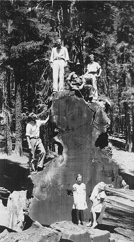 Visit to the Redwoods, Tulare County, Calif., ca 1934