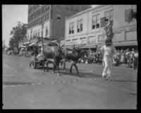 Ox team pulling a cart in the parade of the Old Spanish Days Fiesta, Santa Barbara, 1930