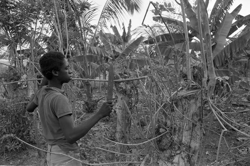 Alfredo Torres chopping branches from a tree, San Basilio de Palenque, 1977