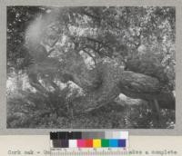 Cork oak - Quercus suber. The trunk makes a complete loop. Is near Carlotta in Humboldt County, California. Photo 1940. E. Fritz. Is on the Charles Haley Ranch just off the highway near Hydesville