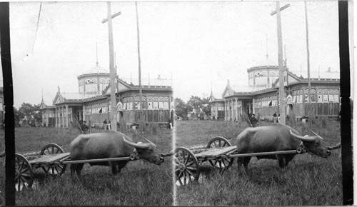 A water buffalo hitched to primitive cart. Manila. P.I