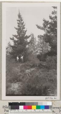 Monterey pines in La Purissima Mission Park plantation set out about 1936 by Civilian Conservation Corps with Syd Anderson and Ed Rowe near Lompoc, California. Sept. 1950. W. Metcalf