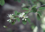 Utah serviceberry