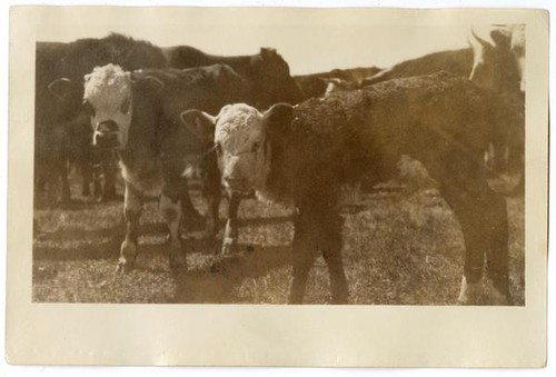 Diseased cattle, circa 1924