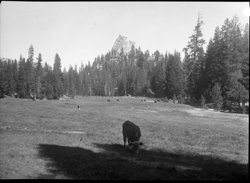 Grazing, Meadow studies, cattle in meadow, Lackey bull in foreground