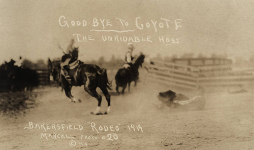 Coyote the Unridable Hoss, Bakersfield Rodeo