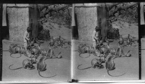 Feeding the Sacred Monkeys at Benares, India