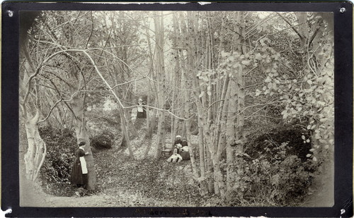 Photograph of wooded area at Mills College