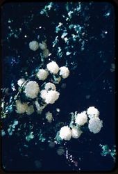 Japanese snowball bush in bloom in the Luther Burbank Home & Gardens, Santa Rosa, California, 1959