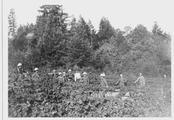 Berry pickers at the Barlow Berry Ranch in Sebastopol, about 1920