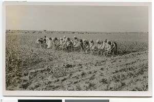 African girls hoeing in a corn field, South Africa