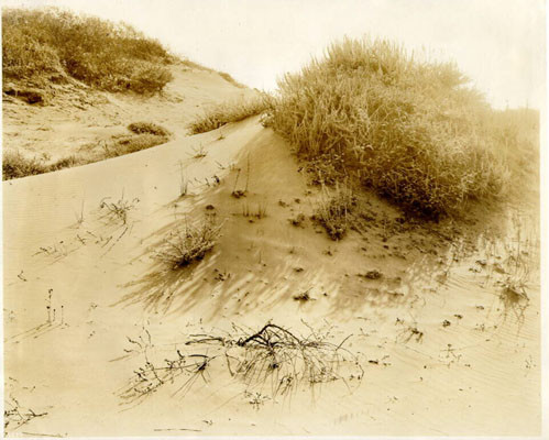 [Sand Dunes]