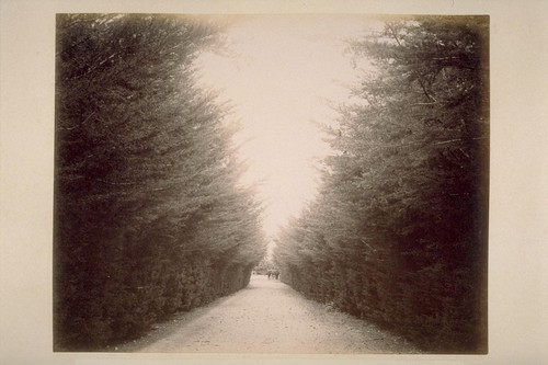 Avenue of Monterey Cypress, Leading to Residence of Colonel Rogers