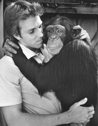 Comforting a chimp who has lost her mate