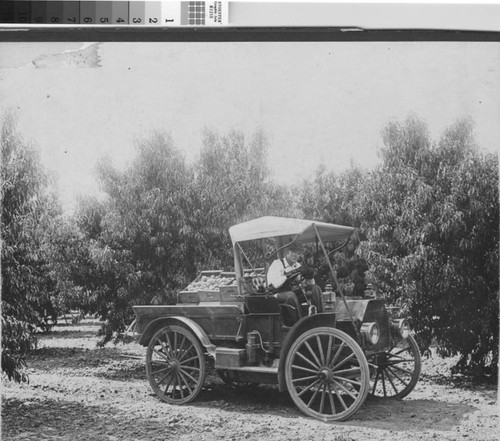 Peaches in 1914 Pick-up Truck